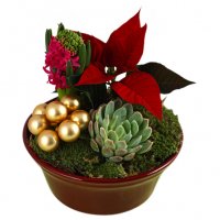 Tradition - Julblommor - Skicka blommor